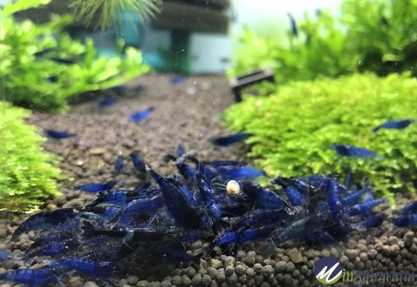 blue dream shrimp