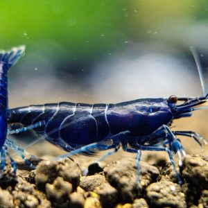 5 Blue Diamond shrimp - Neocaridina