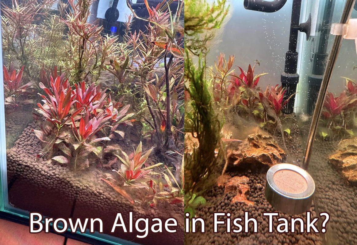 Brown Algae in Fish Tank