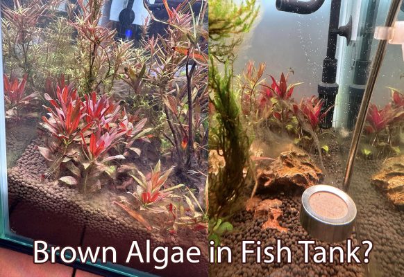 Brown Algae in Fish Tank