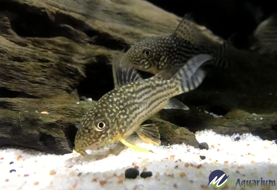 Corydoras haraldschultzi