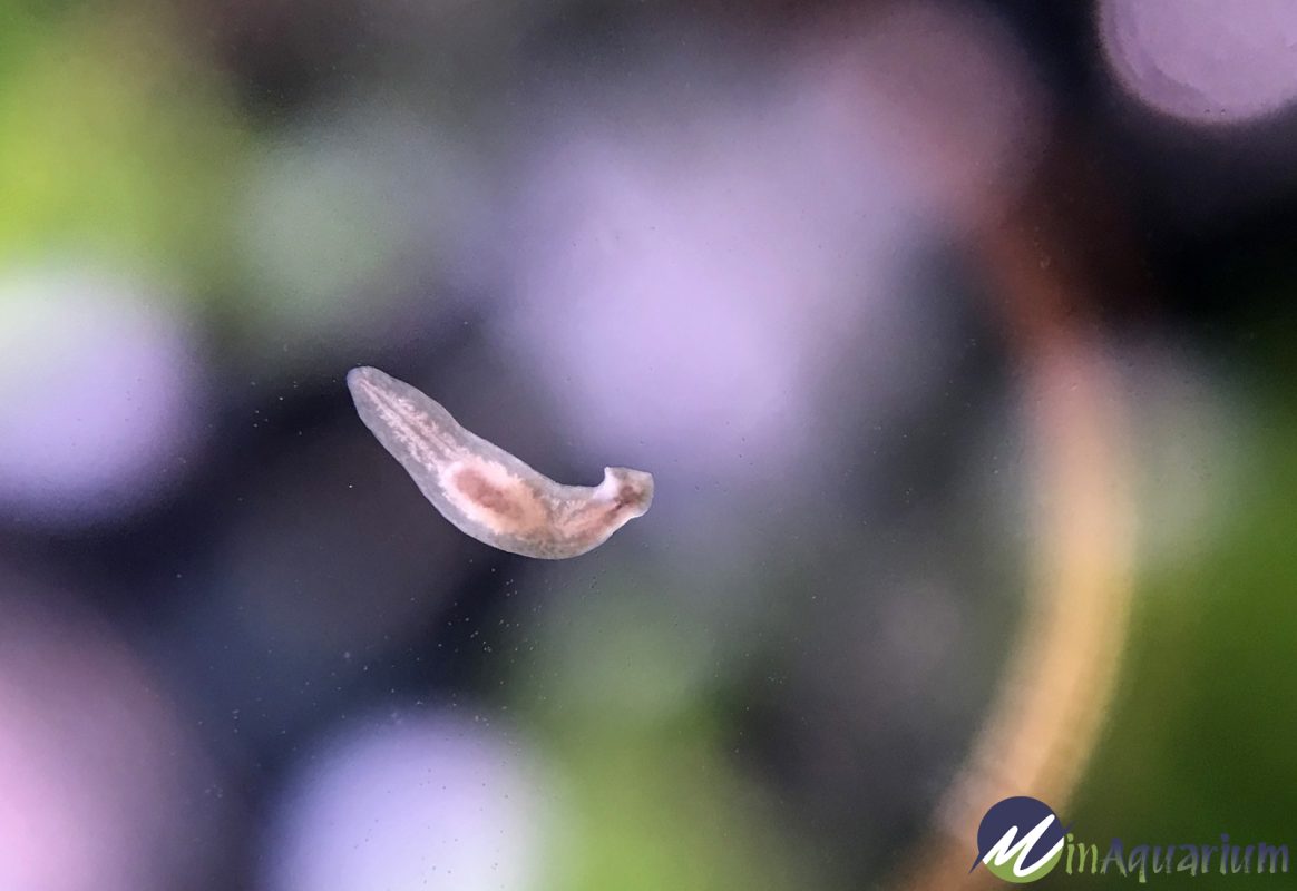 Planaria