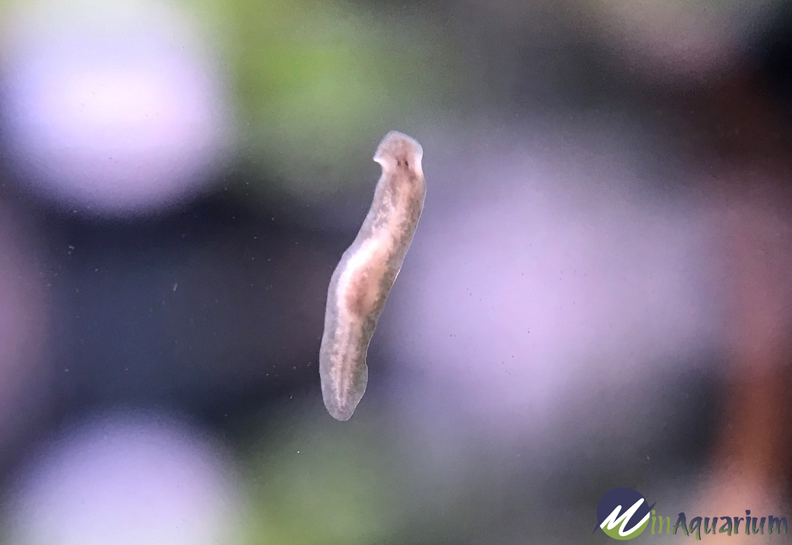 How to Kill Planaria in a Shrimp Tank - A Comprehensive Guide