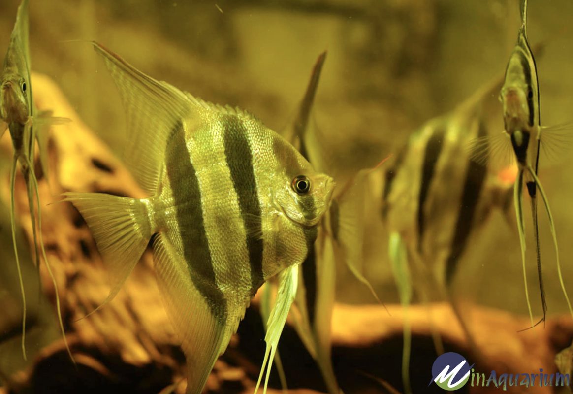 Pterophyllum Altum - The Enigmatic Altum Angel