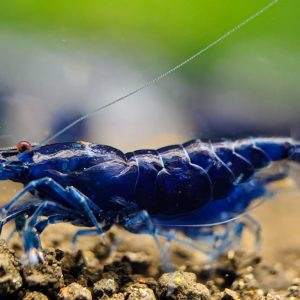5 Blue Diamond shrimp - Neocaridina