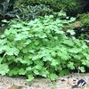 Hydrocotyle sibthorpioides 'Variegata' | Aquatic Plant