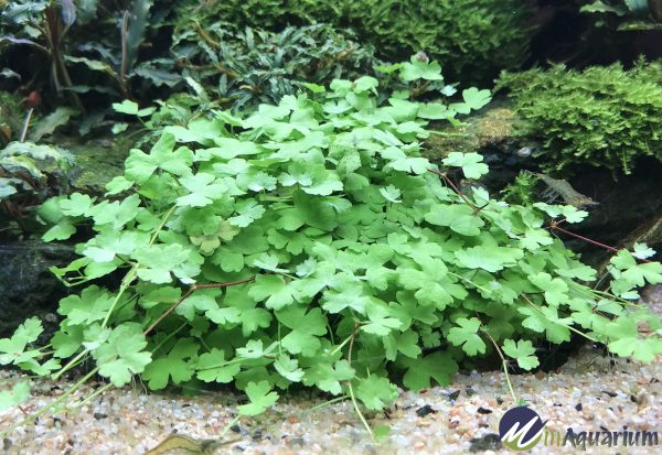 Hydrocotyle sibthorpioides 'Variegata' | Aquatic Plant