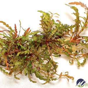 Hygrophila pinnatifida | Aquatic Plant