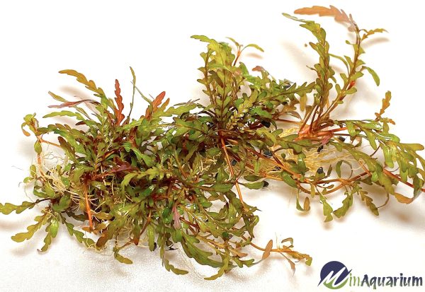 Hygrophila pinnatifida | Aquatic Plant