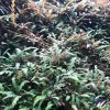 Hygrophila pinnatifida | Aquatic Plant