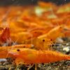 Orange Sunkist Shrimp