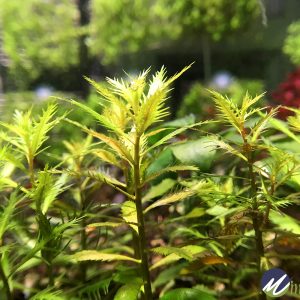 Proserpinaca palustris Cuba | Aquatic Plant