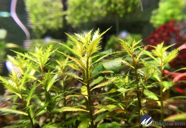 Proserpinaca palustris Cuba | Aquatic Plant
