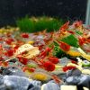 Red Rili Shrimp