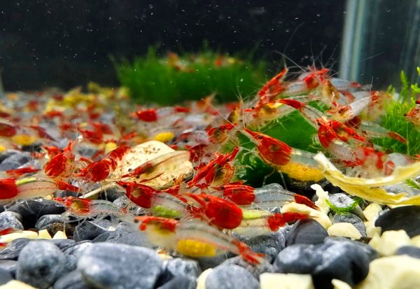 Red Rili Shrimp