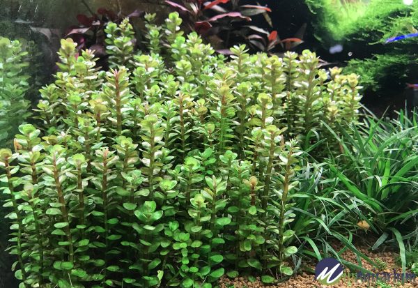 Rotala Indica | Aquatic Plant