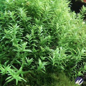 Rotala rotundifolia Green | Aquatic Plant