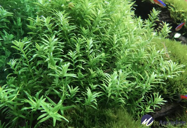 Rotala rotundifolia Green | Aquatic Plant