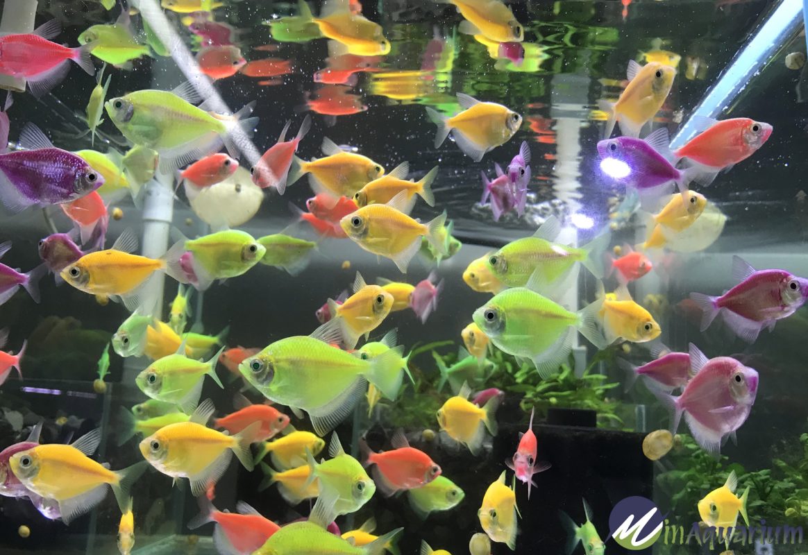 GloFish Tetra (Gymnocorymbus ternetzi)