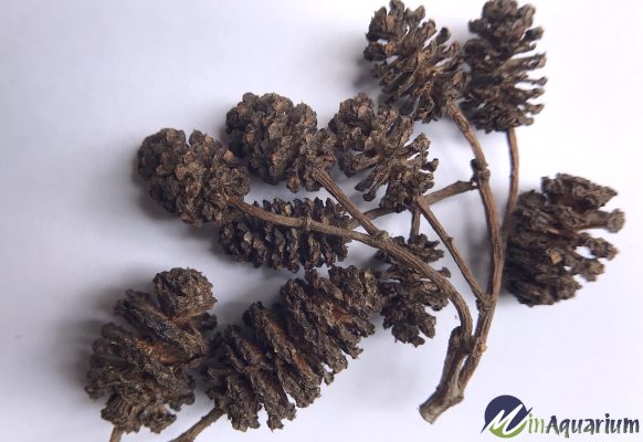 alder cones