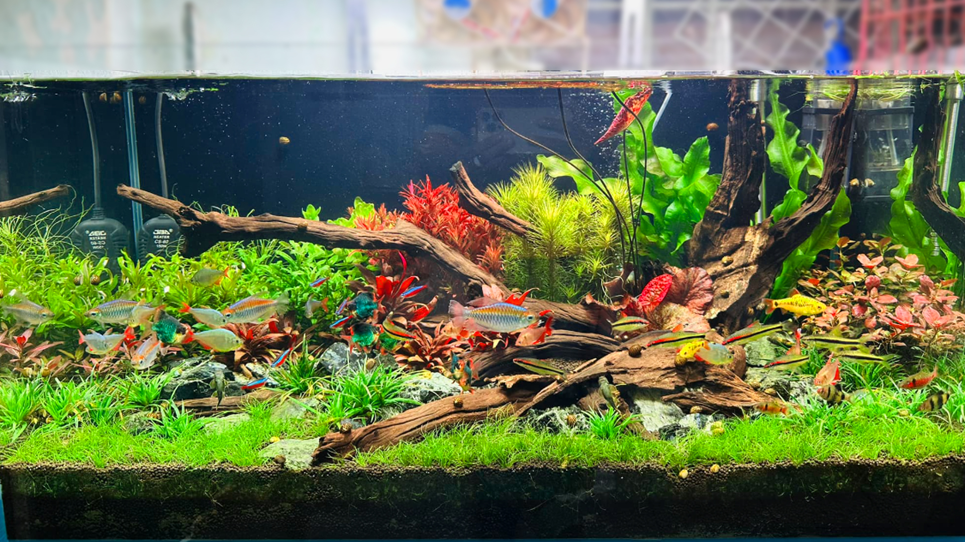 Aquatic plants for beginner aquarists